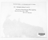 Passalora rhoina image
